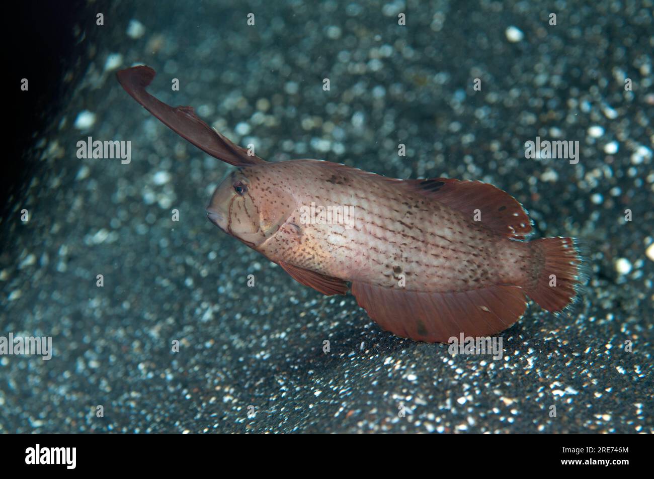 Peacock Razorfish, Iniistius pavo, Erwachsener mit erweitertem Fund auf schwarzem Sand, Hairball-Tauchplatz, Lempriv Straits, Sulawesi, Indonesien Stockfoto