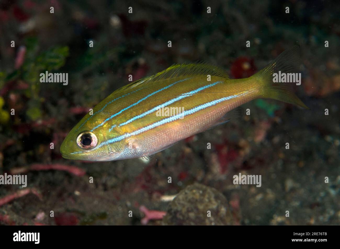 Juvenile Five-Lined Snapper, Lutjanus quinquelineatus, TK2 Tauchplatz, Lempriv Straits, Sulawesi, Indonesien Stockfoto