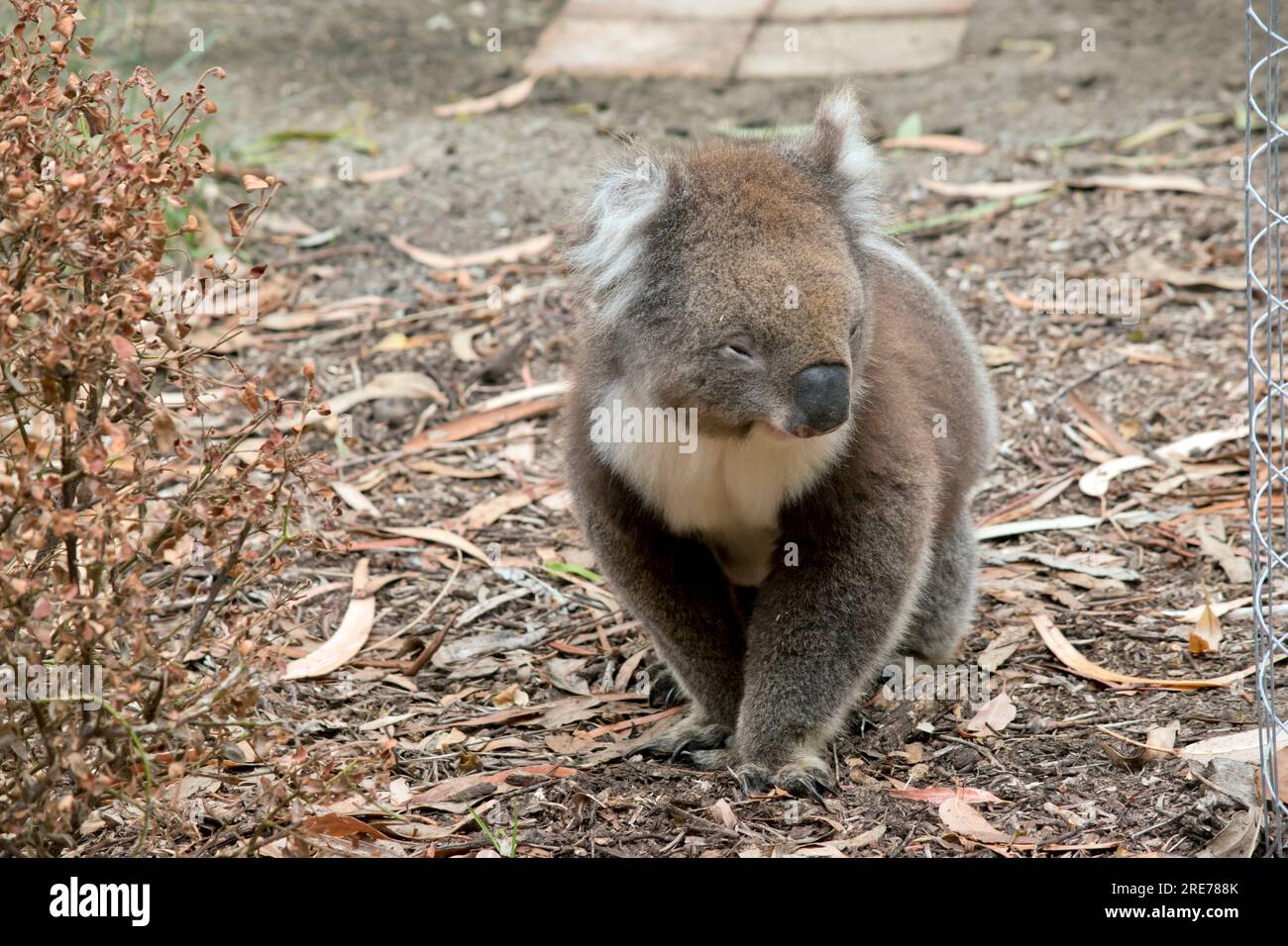 Der Koala hat einen großen runden Kopf, große pelzige Ohren und große schwarze Nase. Stockfoto