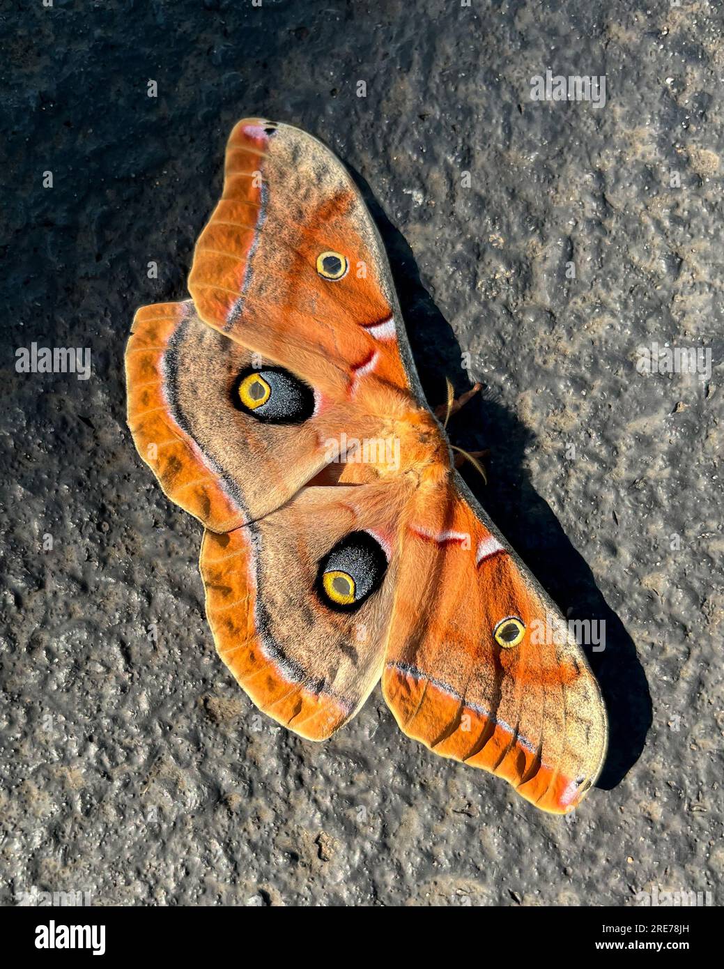 Eine bunte Polyphemus-Motte mit gespreizten Flügeln, die ihre Augenwimpern in hellem Sonnenlicht zeigt Stockfoto