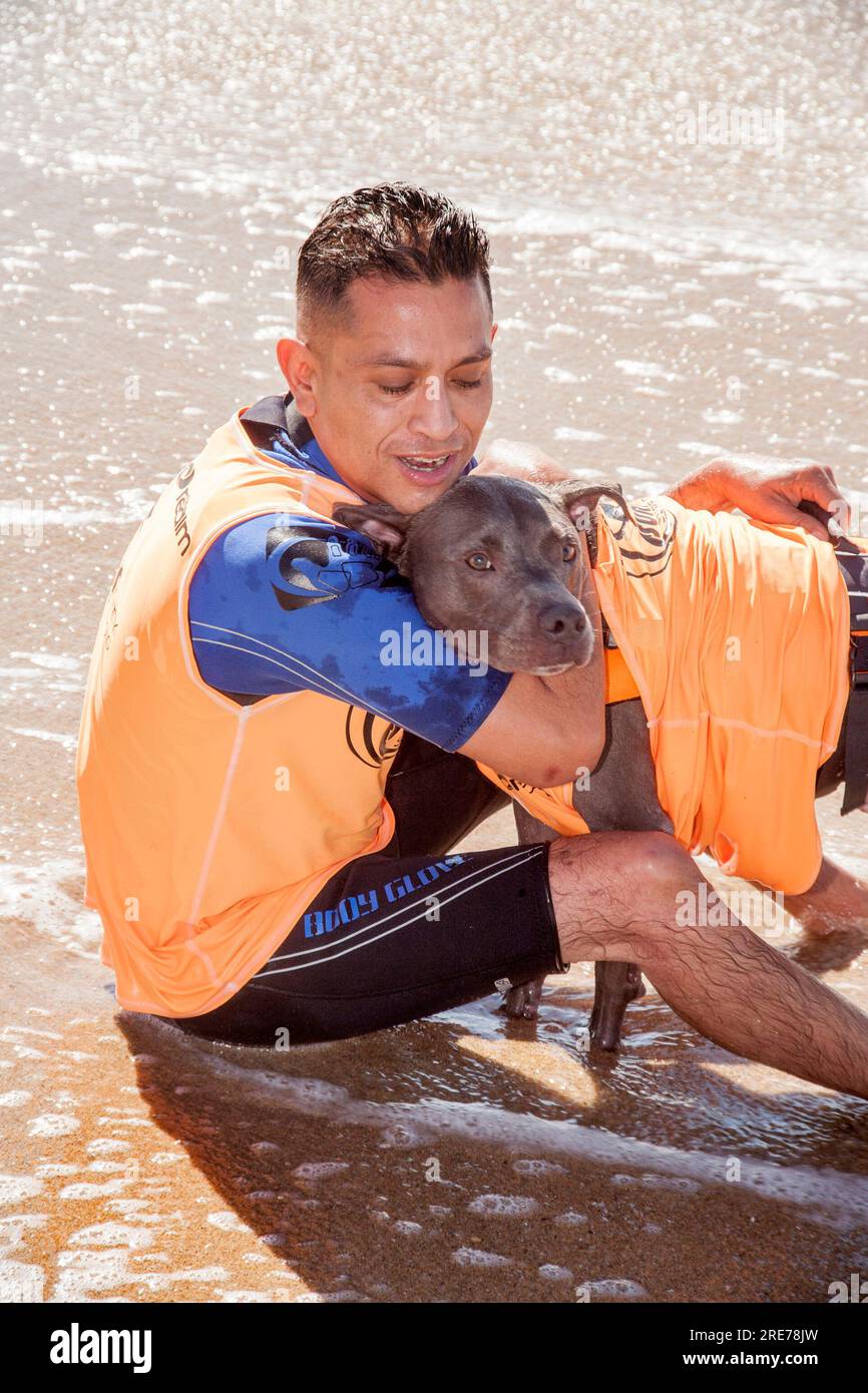 Huntington Beach, Kalifornien, USA. 25. September 2016. Ein Blue Nose Pit Bull Hund wird von seinem Besitzer umarmt, nachdem er einen zeitlich begrenzten Hundesurfwettbewerb in Huntington Beach, CA, gewonnen hat. Beachten Sie die Schwimmweste. (Kreditbild: © Spencer Grant/ZUMA Press Wire) NUR REDAKTIONELLE VERWENDUNG! Nicht für den kommerziellen GEBRAUCH! Stockfoto