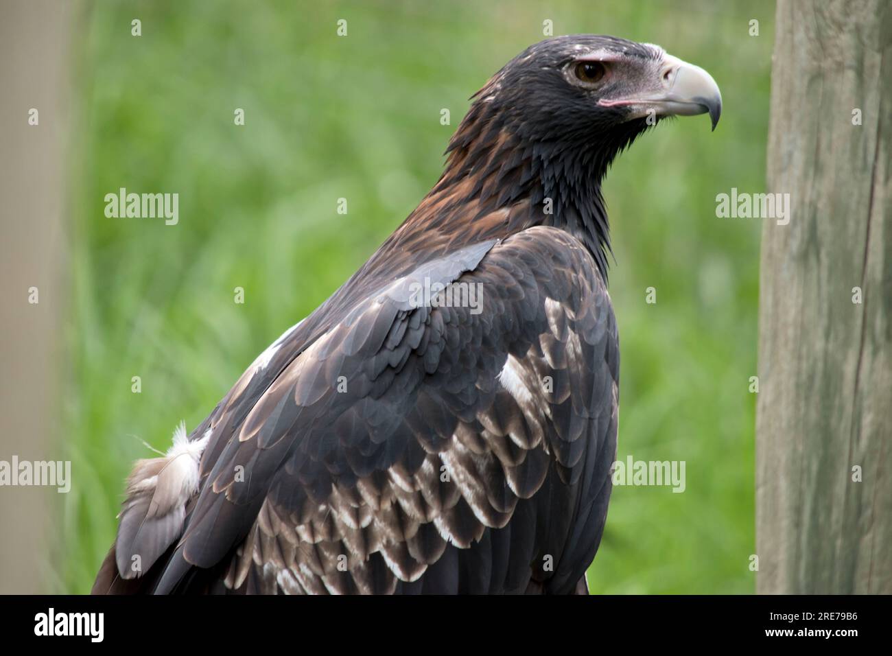 Der Keilschwanzadler hat eine dunkelbraun-schwarze Farbe. Der Schnabel des Adlers ist blass. Stockfoto