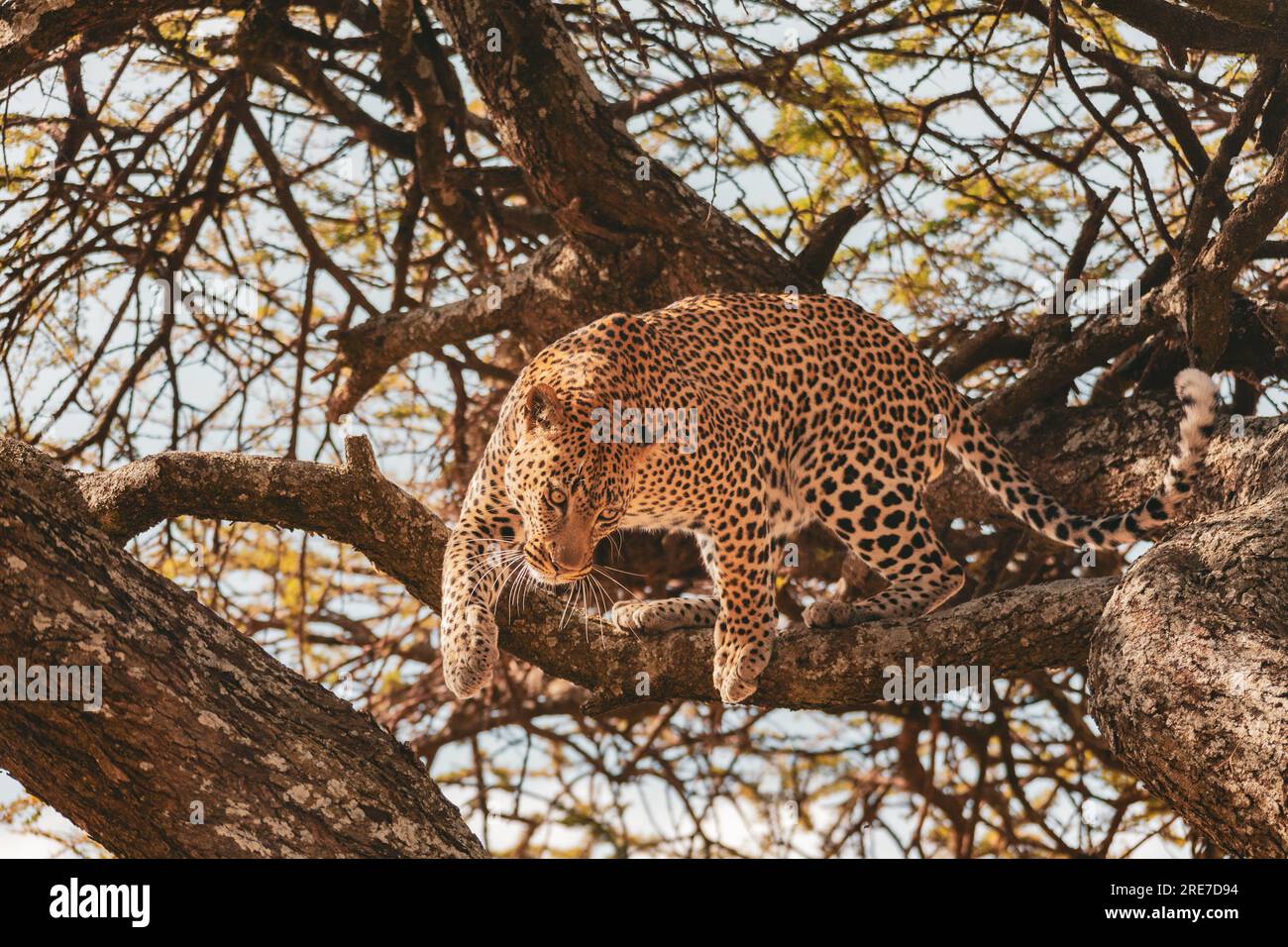 Anmutiger Hüter von Serengeti Stockfoto