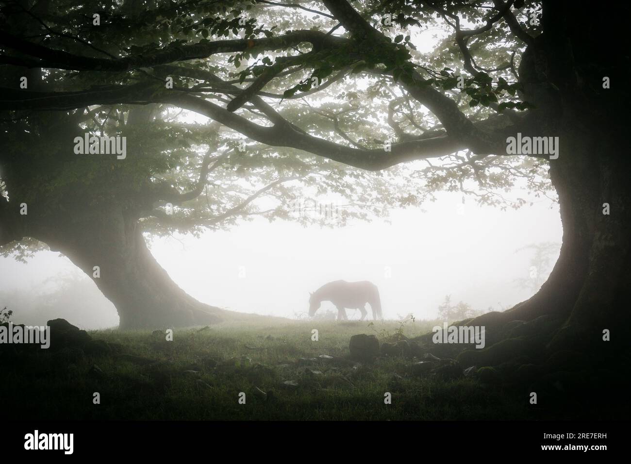 caballo bajo las hayas, fagus Sylvaticus, parque natural Gorbeia, Alava- Vizcaya, Euzkadi, Spanien Stockfoto