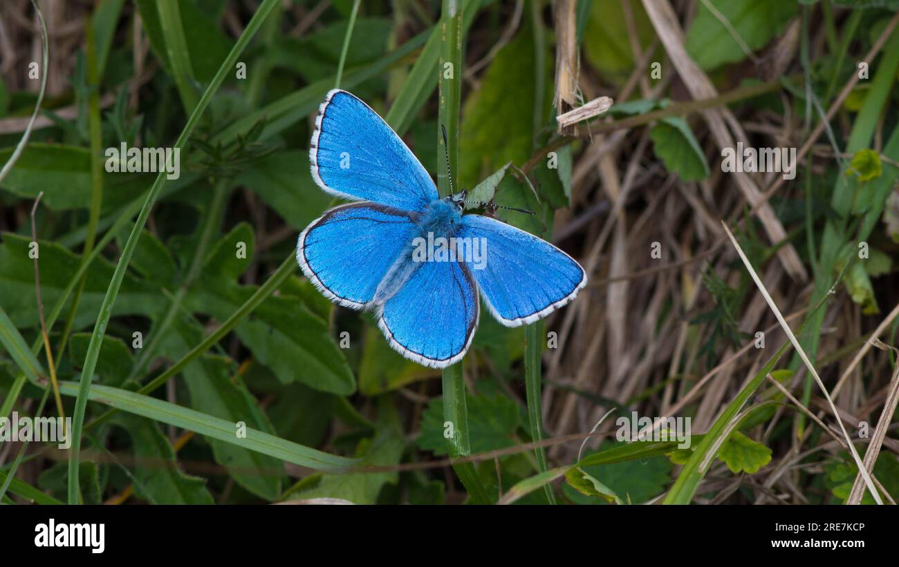 Adonis Blue Stockfoto