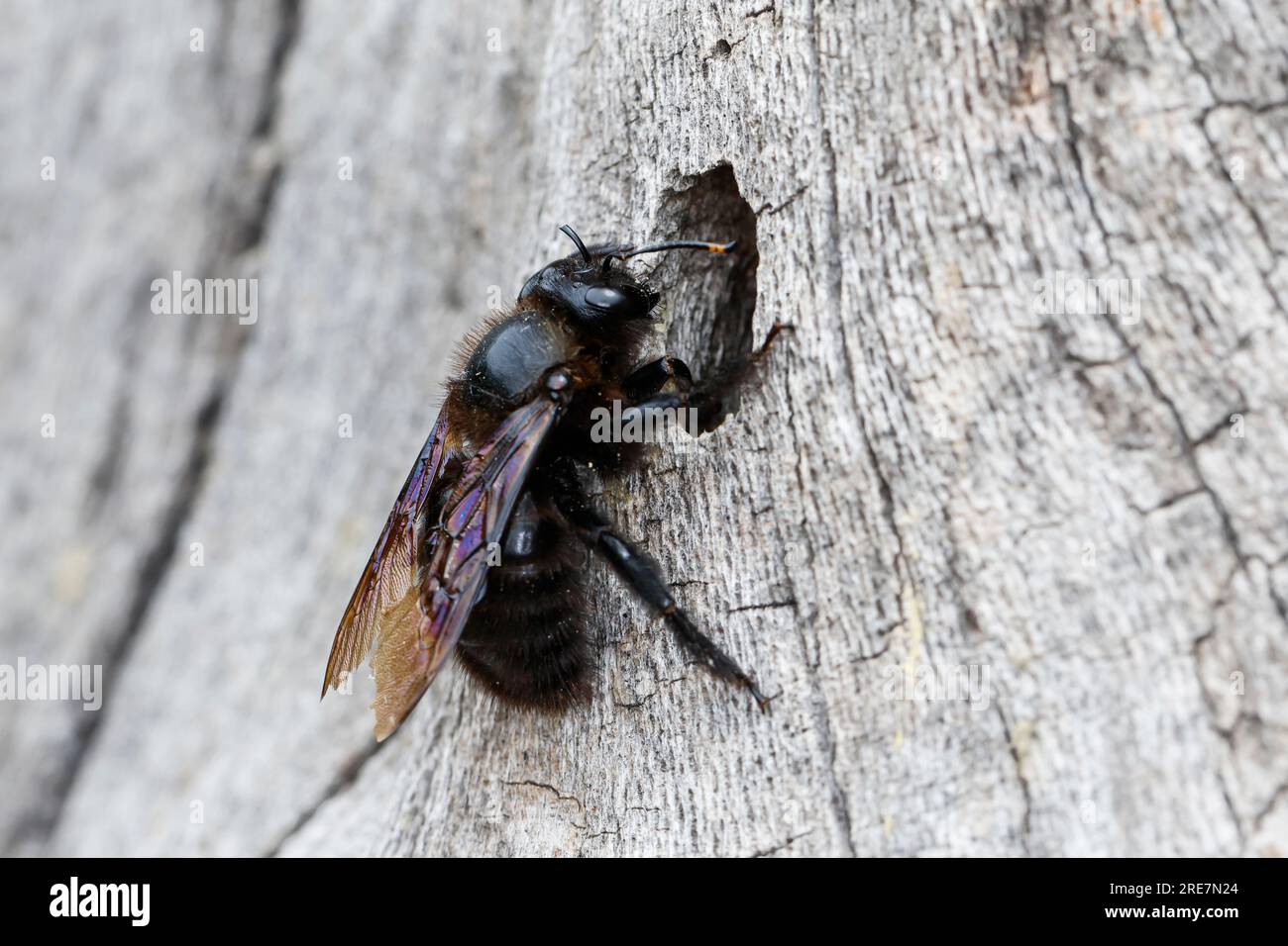 Holzbiene, Blaue Holzbiene, Männchen, an Neströhre, Niströhre in Totholz, HOLZ, Schlupf der Männchen, Blauschwarze Holzbiene, große Holzbiene, Violett Stockfoto