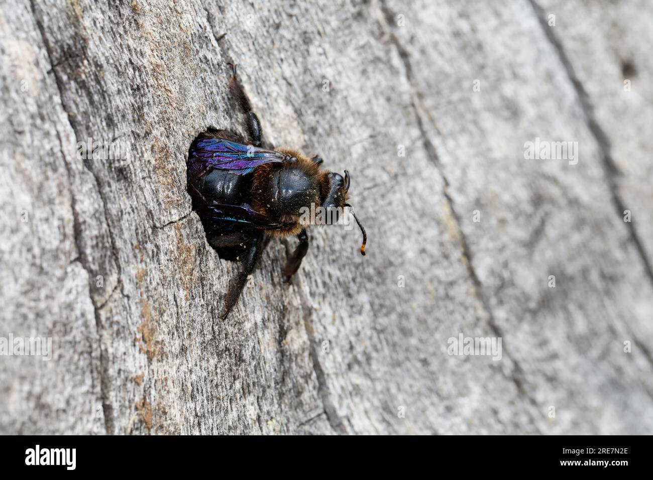 Holzbiene, Blaue Holzbiene, Männchen, an Neströhre, Niströhre in Totholz, HOLZ, Schlupf der Männchen, Blauschwarze Holzbiene, große Holzbiene, Violett Stockfoto