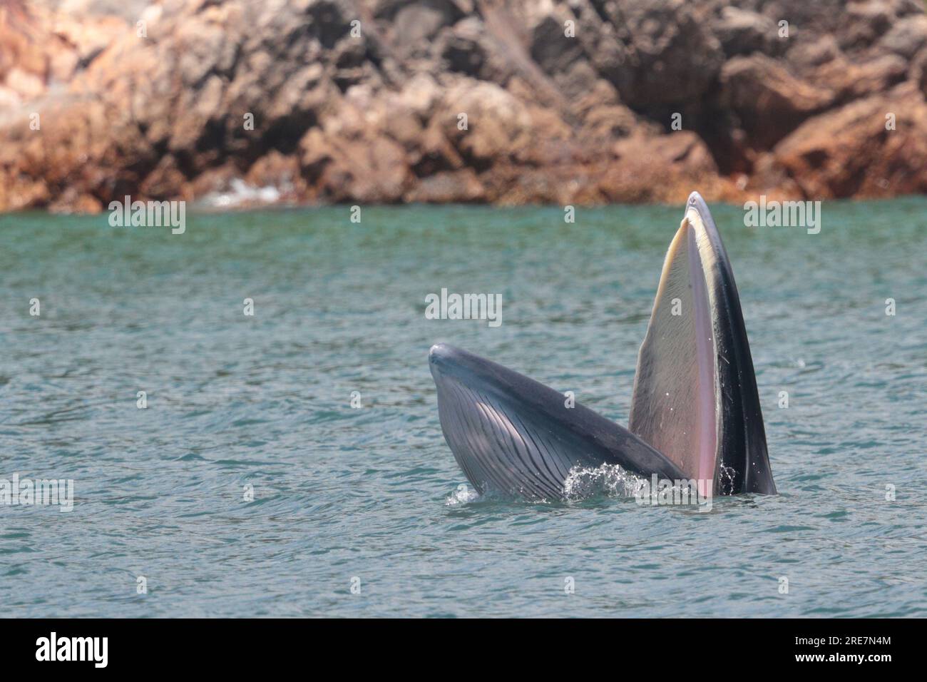 Eden's Whale (Balaenoptera edeni), an der Meeresoberfläche, Fütterung, Inner Port Shelter, Sai Kung, Hongkong, China, 25. Juli 2023 Stockfoto