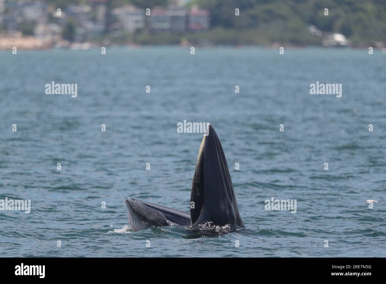 Eden's Whale (Balaenoptera edeni), an der Meeresoberfläche, Fütterung, Inner Port Shelter, Sai Kung, Hongkong, China, 25. Juli 2023 Stockfoto