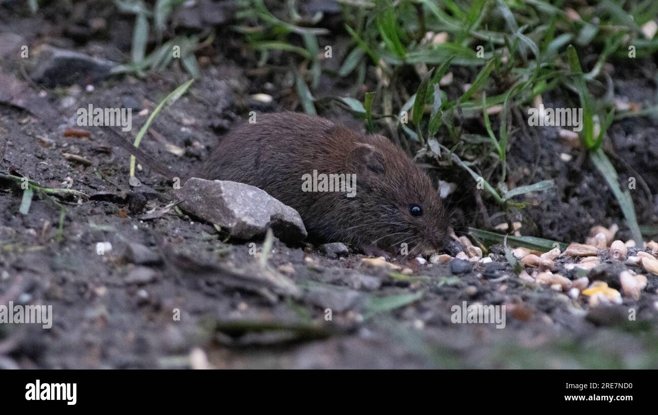 Rötelmaus Stockfoto