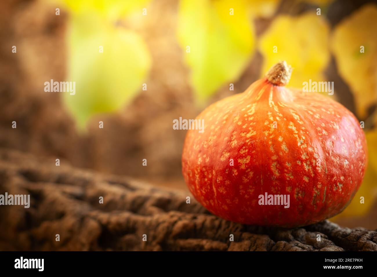 Herbstleben mit Kürbis. Orangenkürbis im herbstlichen Naturhintergrund. Stockfoto
