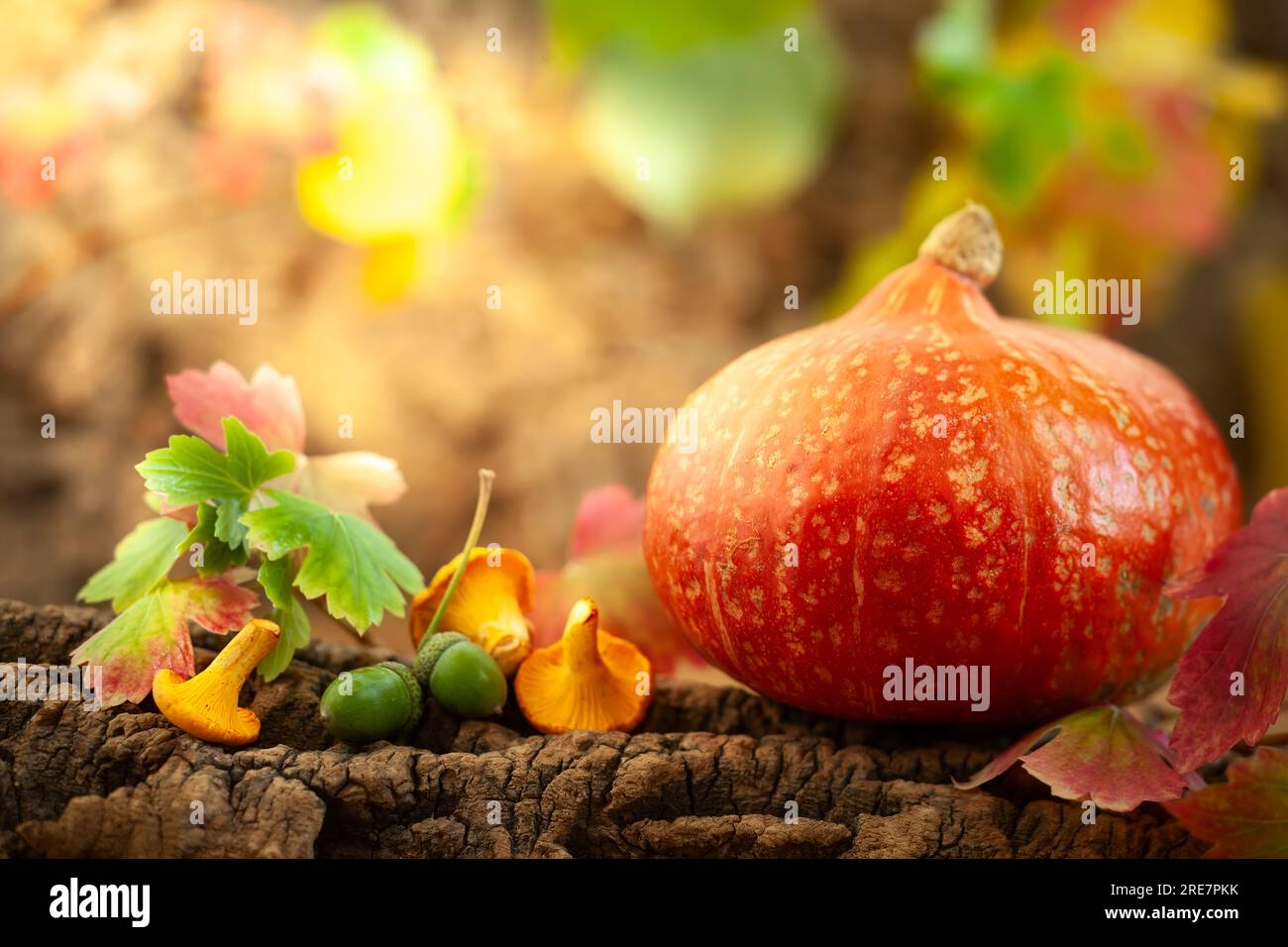 Herbstleben mit Kürbis. Orangenkürbis im herbstlichen Naturhintergrund. Stockfoto
