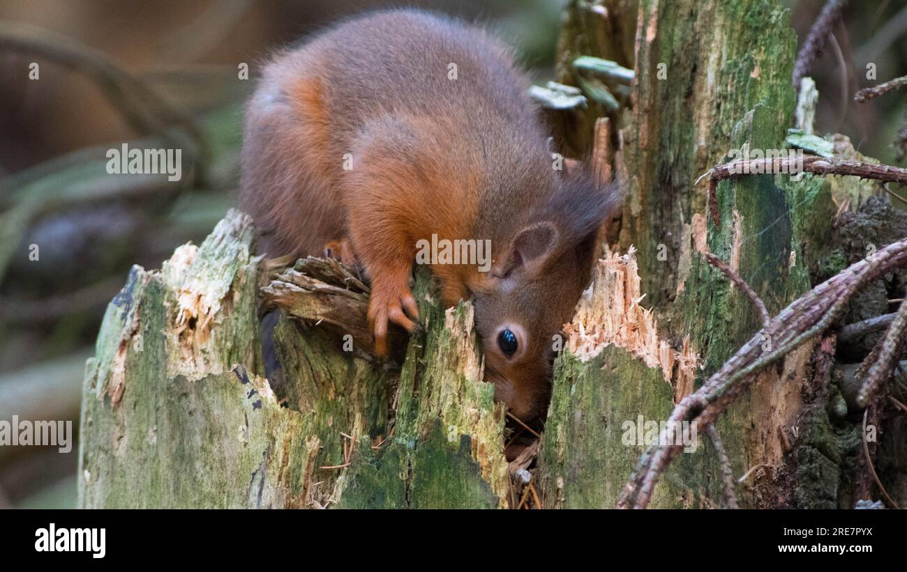 Rotes Eichhörnchen Eurasisches rotes Eichhörnchen Stockfoto