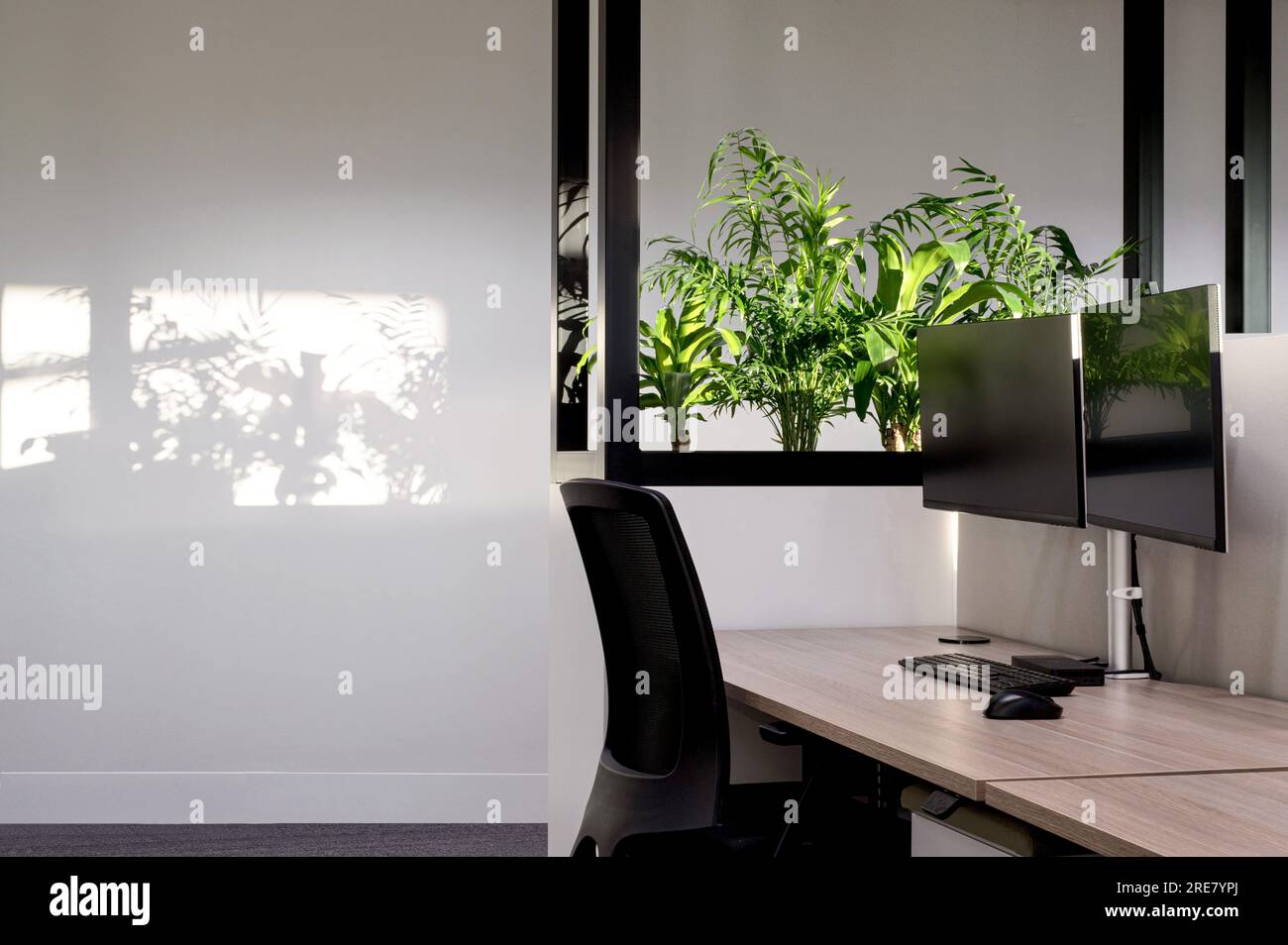 Ordentliche Büroeinrichtung mit Computern und Pflanzen Stockfoto