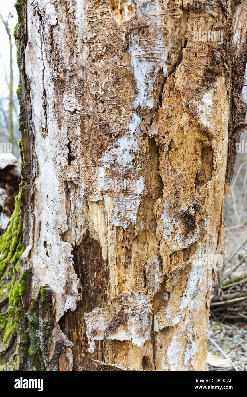 Durch Rindenkäfer beschädigtes Holz Stockfoto
