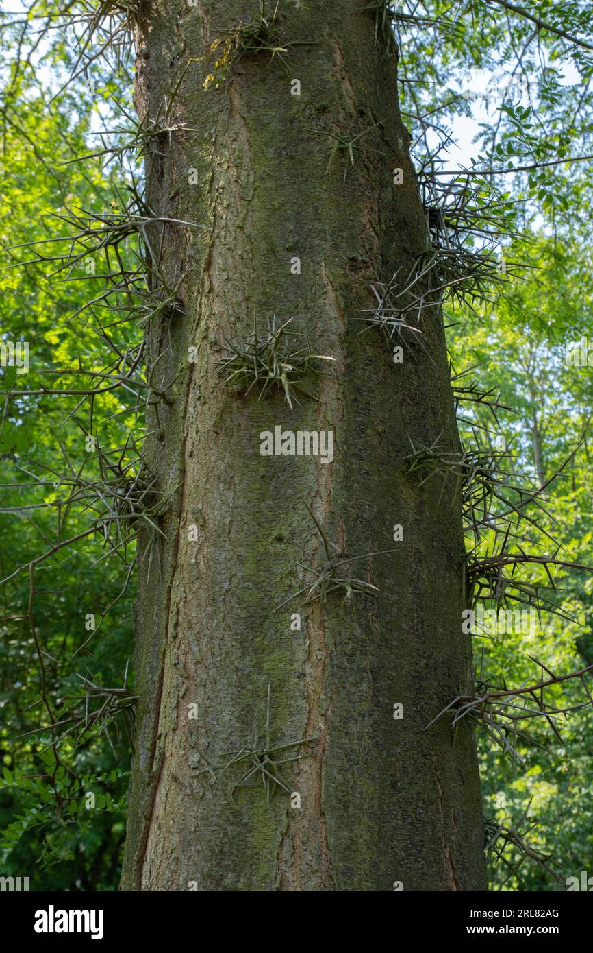 Honig-Heuschrecken-Baumstamm, Gleditsia-Triacanthos Stockfoto