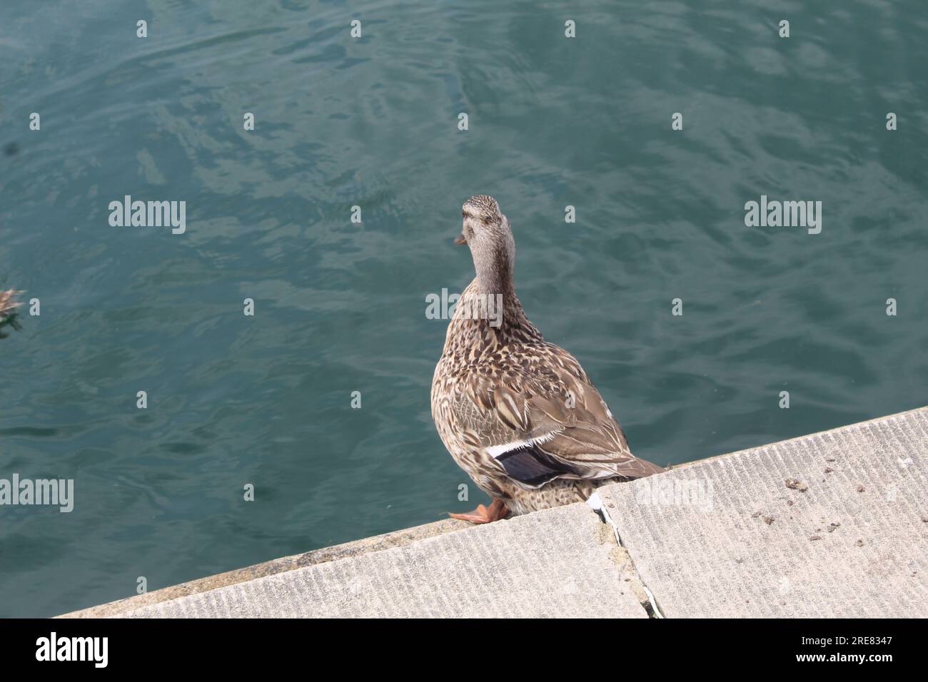 Ein Foto von Enten, die sich an einem künstlichen See in Washington D.C. erfreuen. Stockfoto