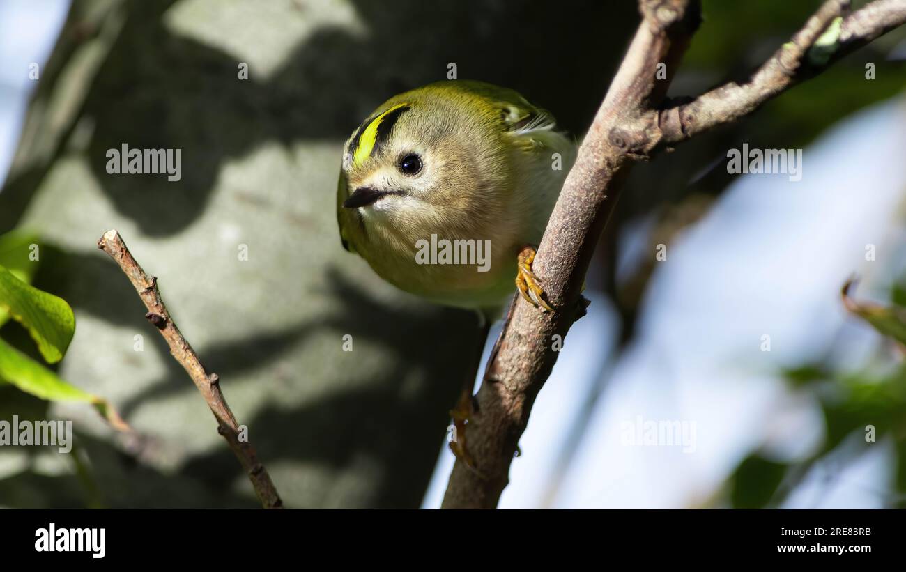 Goldcrest - Gold Crest Stockfoto