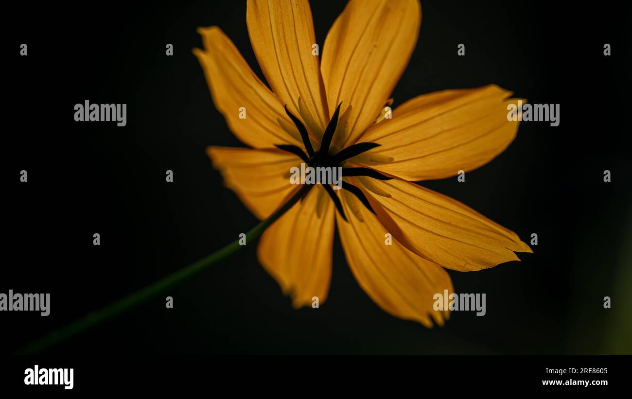 Gelbe Cosmos Blume auf schwarzem Hintergrund Makrofotografie. Stockfoto