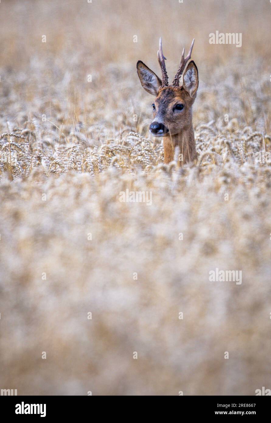 Vellahn, Deutschland. 26. Juli 2023. Ein Roebuck sieht aus einem Weizenfeld, bereit für die Ernte. Aufgrund der Niederschläge der letzten Tage und der übermäßig nassen Felder ist die Getreideernte in Norddeutschland derzeit unterbrochen. Kredit: Jens Büttner/dpa/Alamy Live News Stockfoto