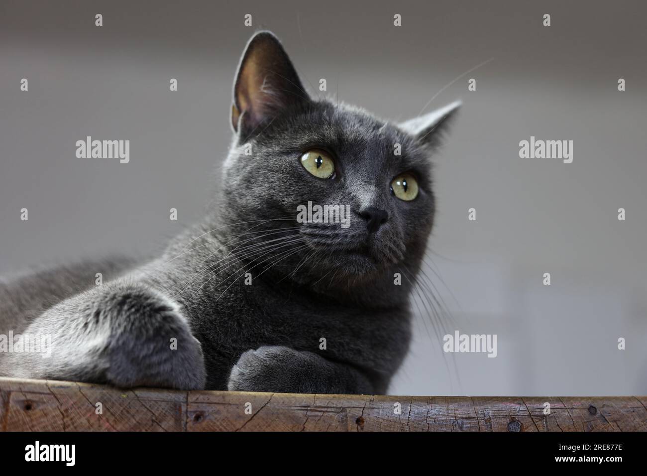 Ein Porträt einer silbernen britischen Katze mit bernsteinfarbenen Augen Stockfoto