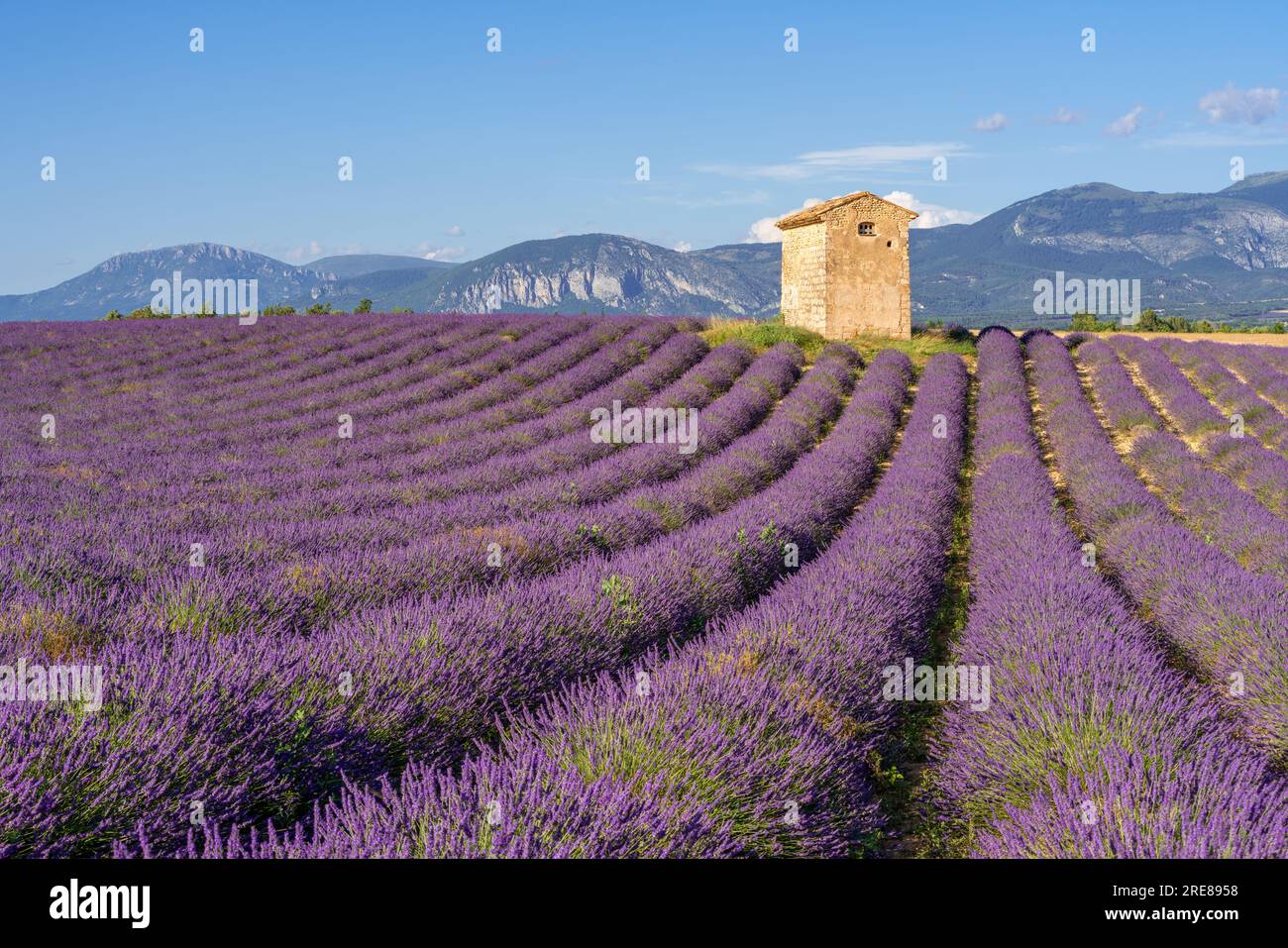 Lavendelfeld der Provence in voller Blüte mit Steinhütte in der Nähe des Dorfes Puimoisson. Alpes-de-Haute-Provence, Region PACA, Frankreich Stockfoto