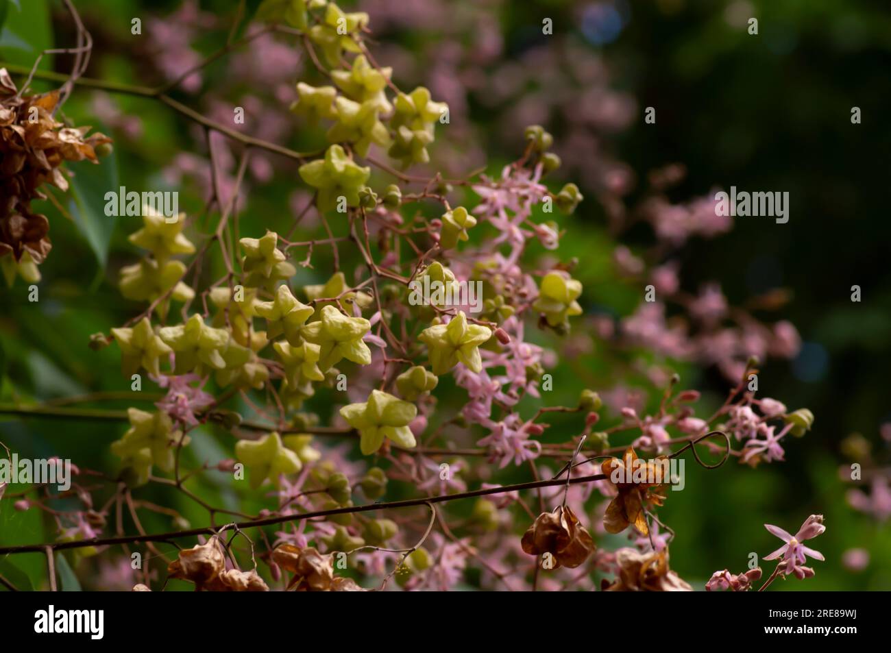 Tahongai, Gastbaum, Kleinhovia hospita, bekannt als Katimaha, Timoho (Java, Indonesien) rosa Blumen und Samen. Ausgewählter Fokus. Stockfoto