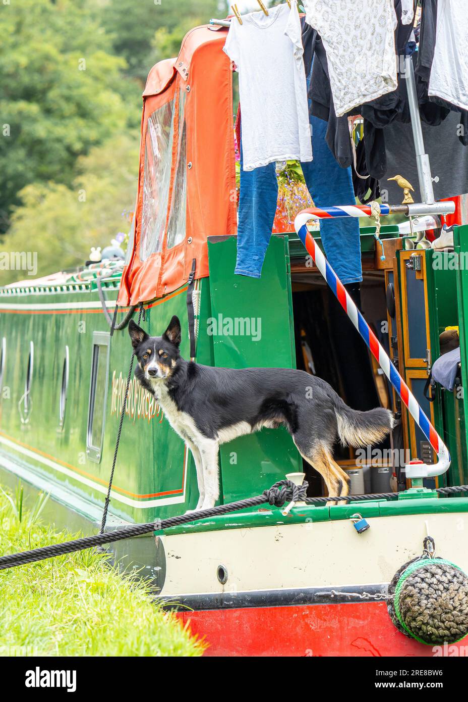 Nahaufnahme eines Hundes, der hinten auf einem vertätigten Kanalboot steht, mit Wäscherei, die zum Trocknen in einem temporären Wäscheautomaten aufgehängt wird. Stockfoto
