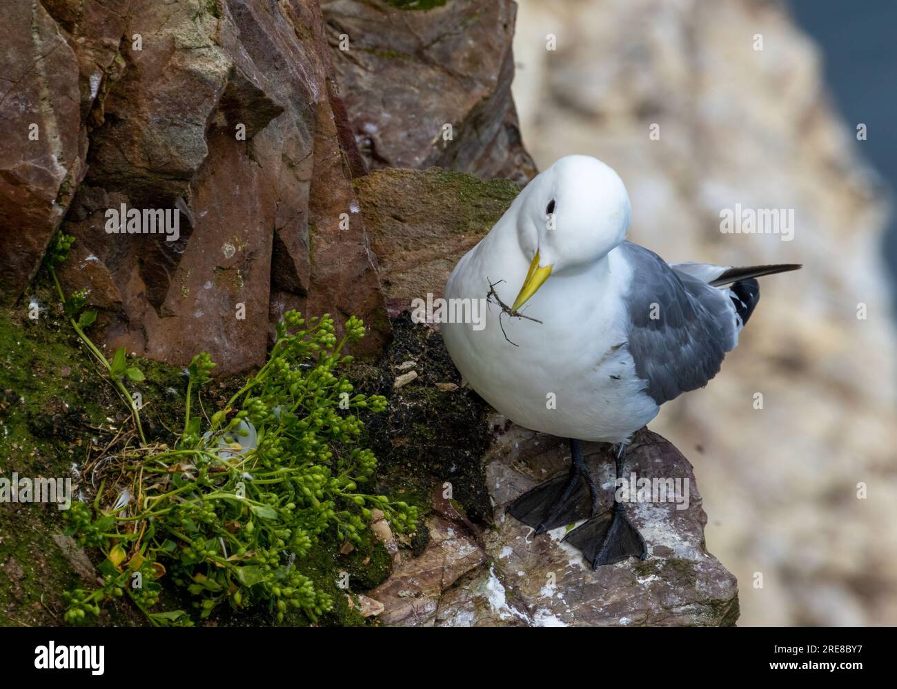 Kittiwake kleine Seevögelmöwe hoch oben auf einer Niststelle an der Klippe Stockfoto