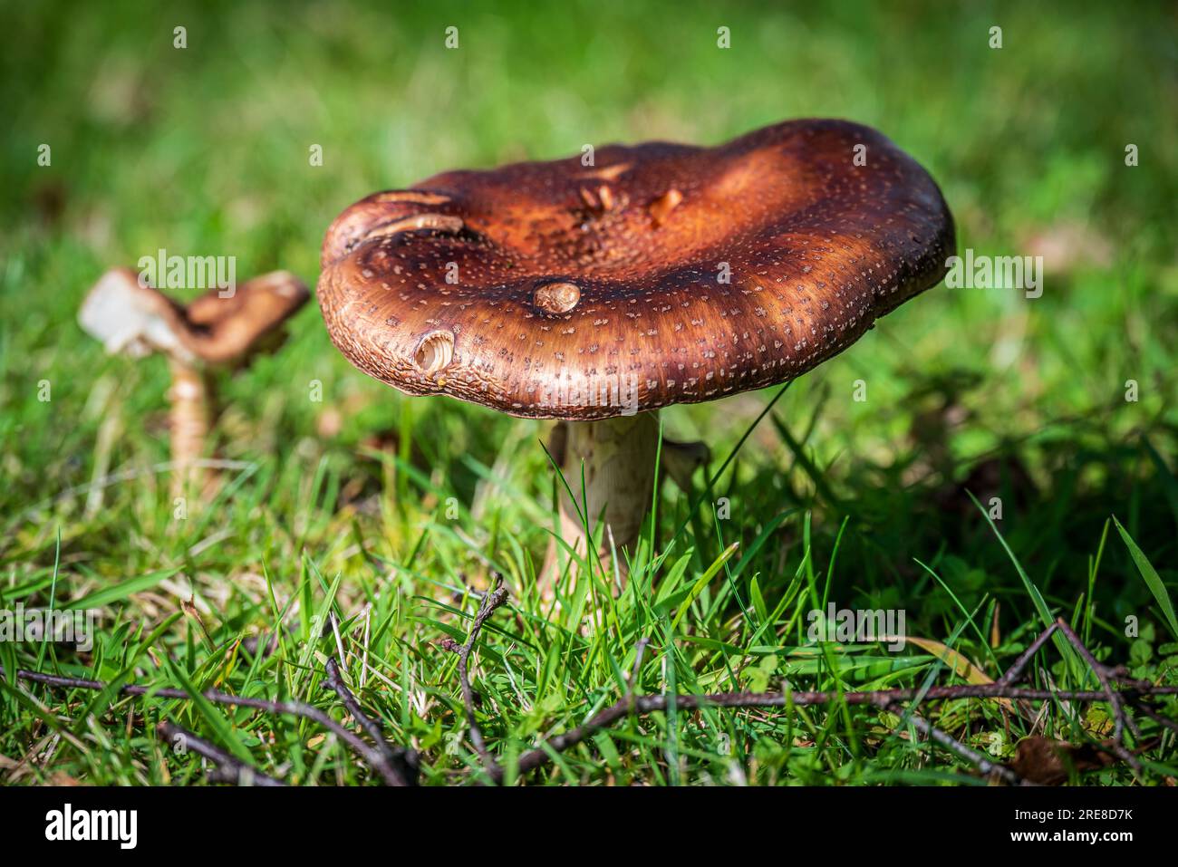 Ein großer Russula-Pilz. Stockfoto