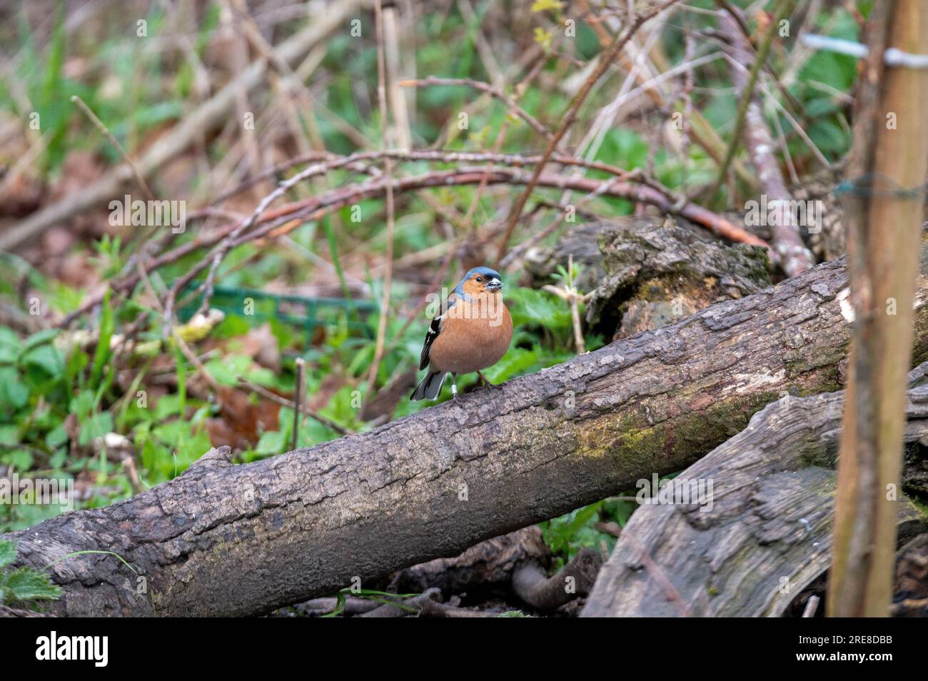 Common Chaffinch posiert im Gosforth Park Naturschutzgebiet Stockfoto