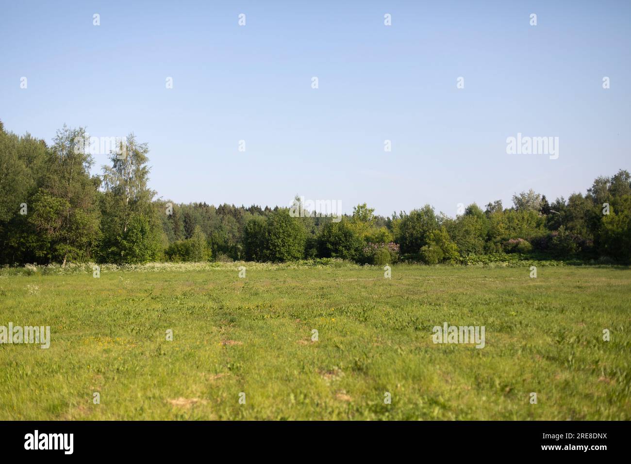 Sommerpark. Grüne Bäume. Die Natur in Russland. Stockfoto