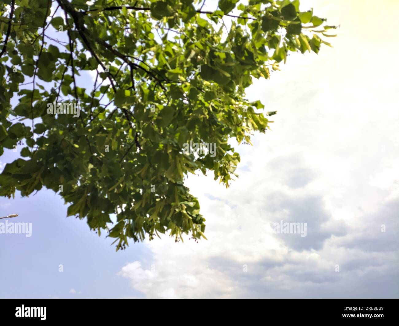 Baumkronen auf einem bewölkten Himmel als Hintergrund Stockfoto