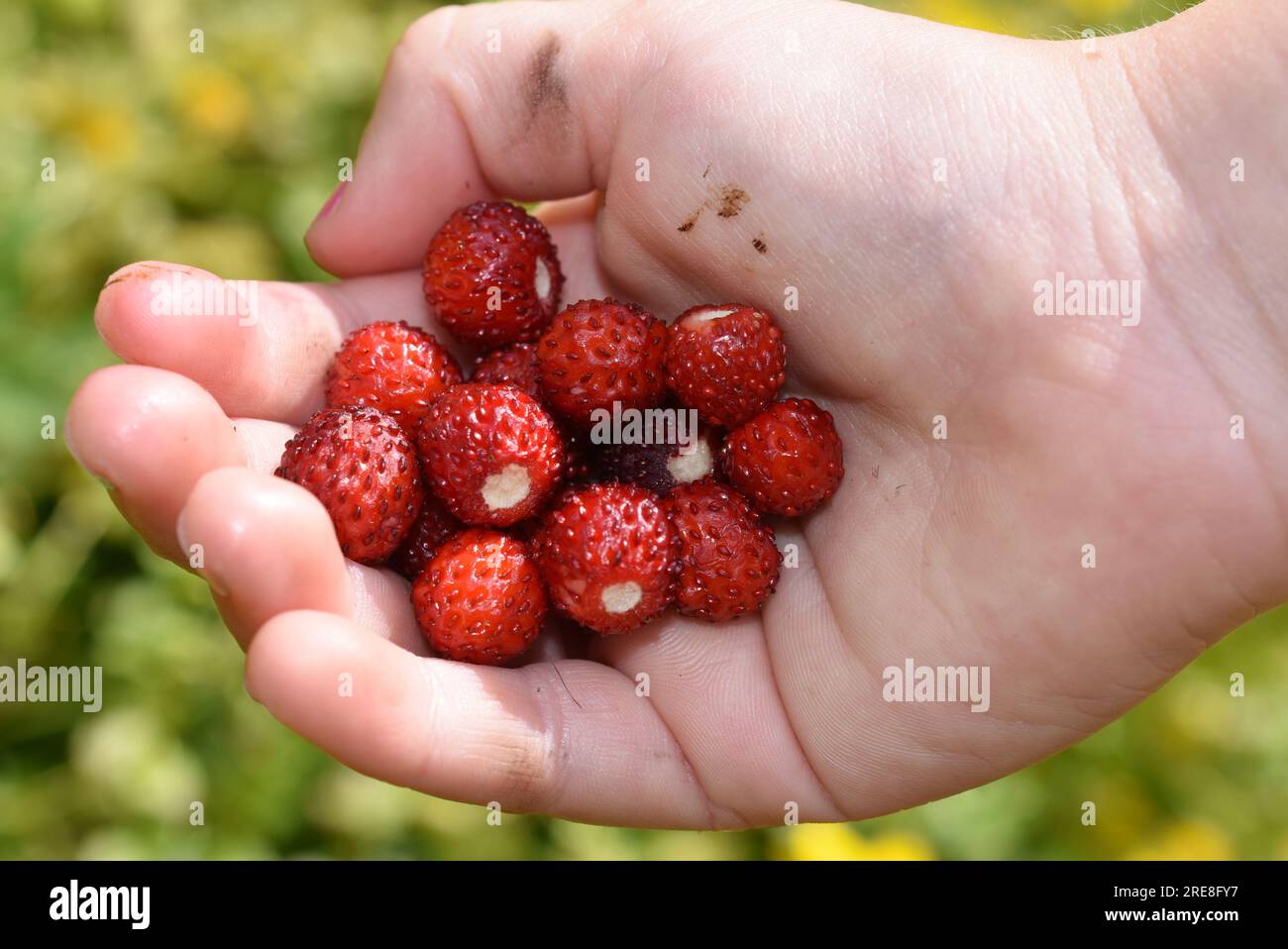 Childs Hand hält frisch gepflückte wilde Erdbeeren Stockfoto