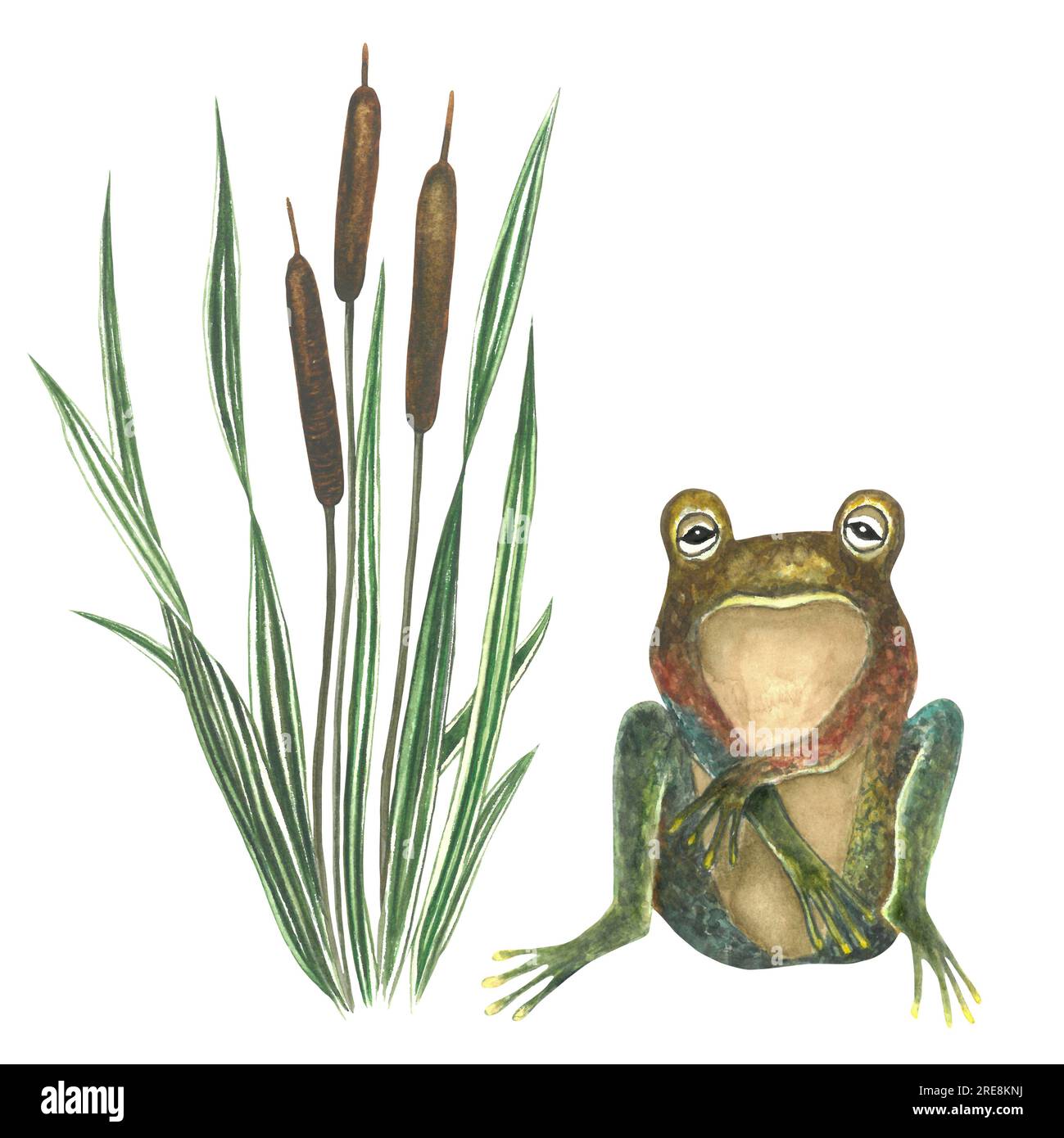 Aquarell Darstellung von Frosch und Kattail, Zusammensetzung isoliert auf weißem Hintergrund Stockfoto