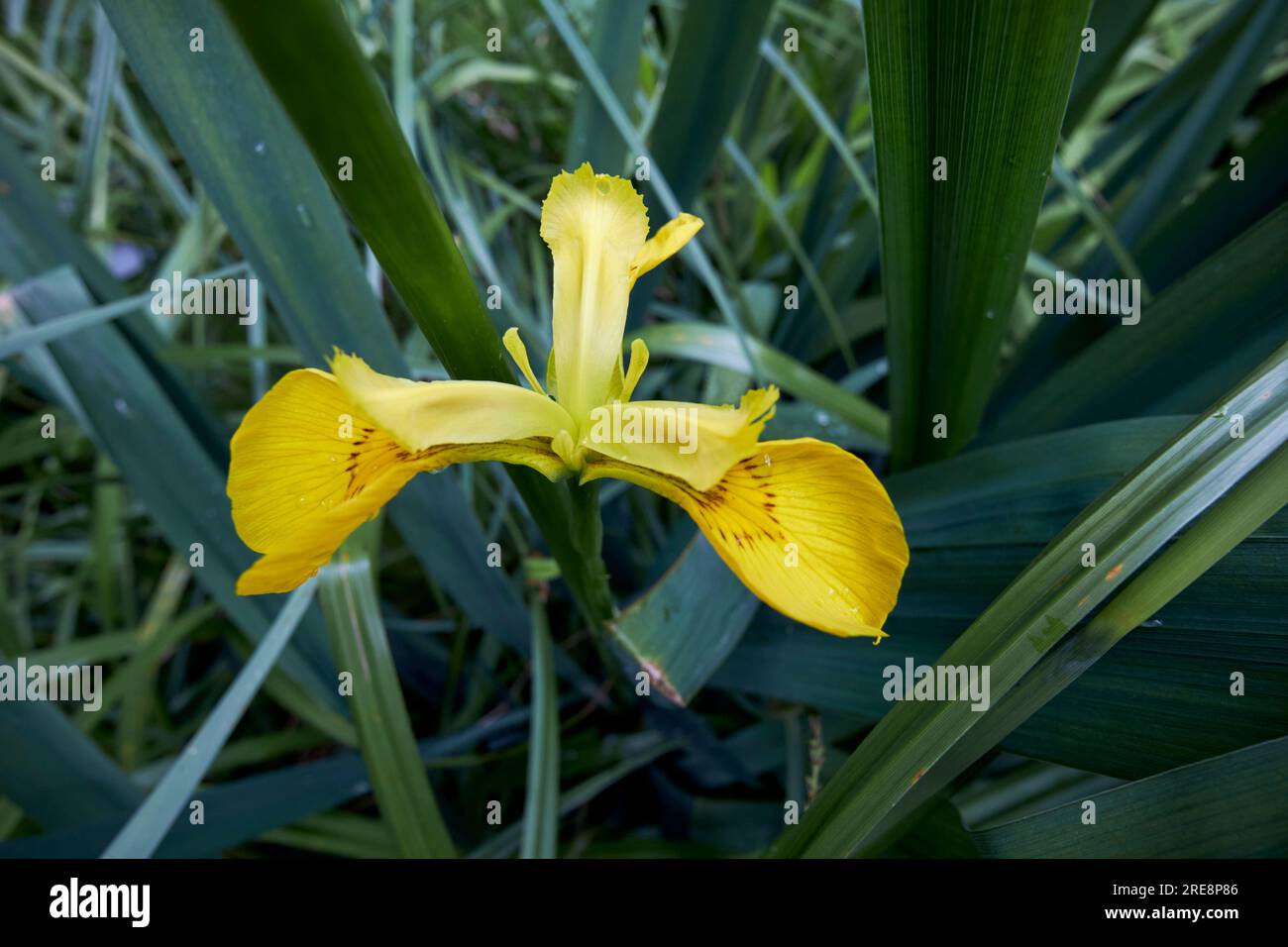 Gelber Irispseudacorus, der im Randbereich eines Teiches in einem Garten im vereinigten königreich wächst Stockfoto