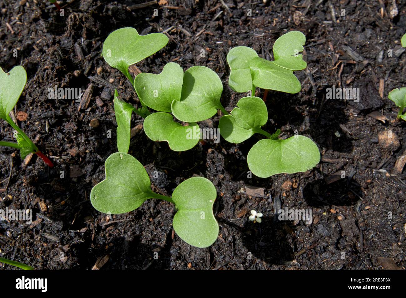 Raketenarugula eruca vesicaria-Setzlinge, die in einem Garten im vereinigten königreich in Kompost wachsen Stockfoto