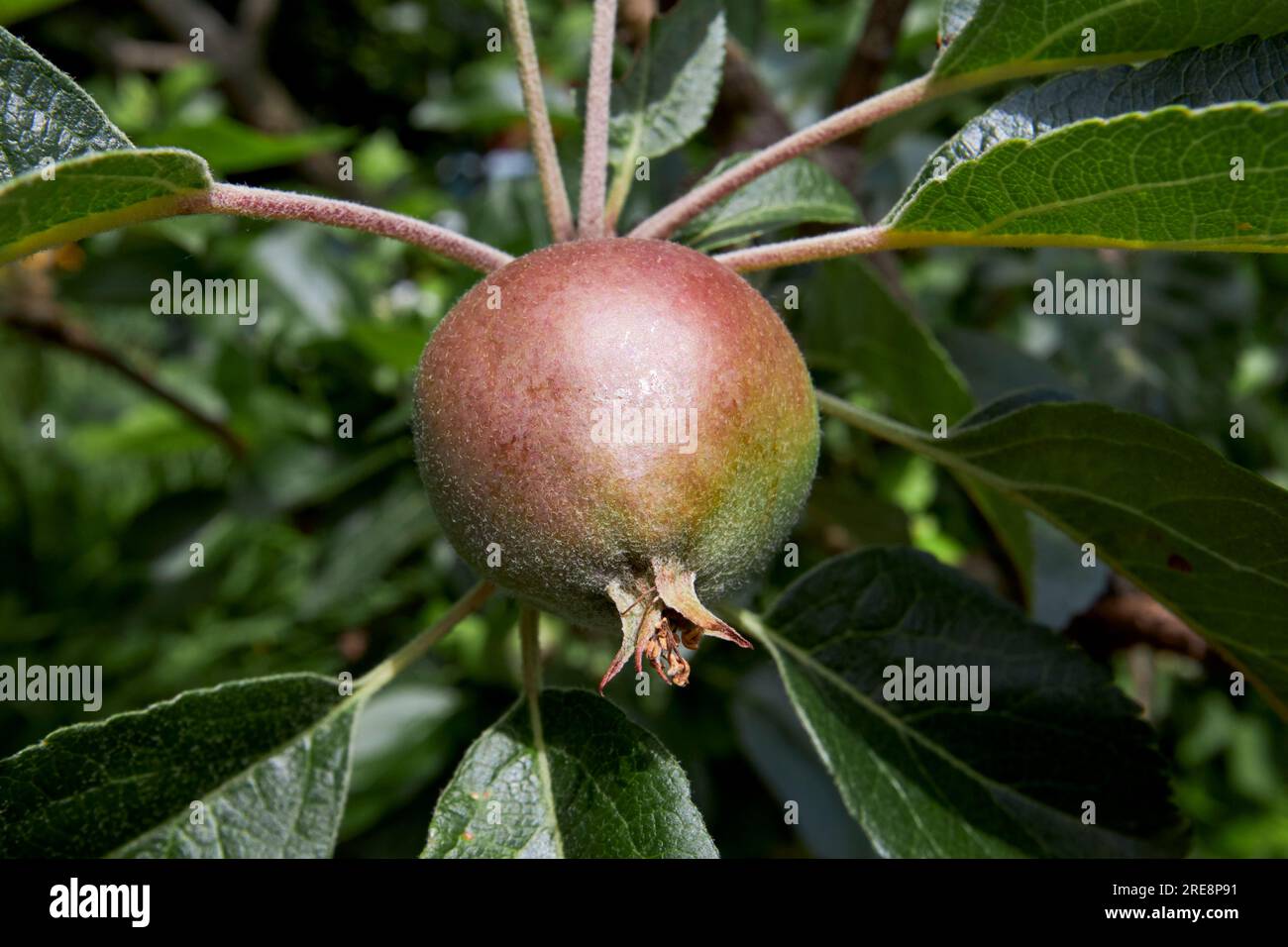 Junge Entdeckungsreise von Apfel Malus domestica, die in einem Garten in großbritannien wächst Stockfoto