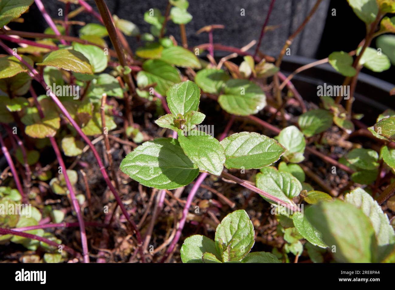Schokoladenminze mentha x Piperita, die in einem Behälter in einem Garten in großbritannien wächst Stockfoto