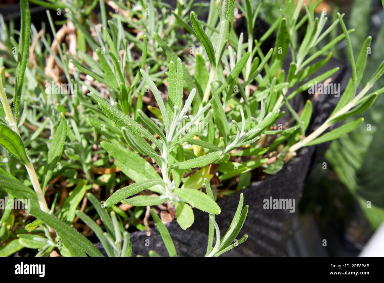 Blätter einer Rosmarin-Salvia-rosmarinus-Pflanze, die in einem Behälter in einem Kräutergartenabschnitt eines Gartens im vereinigten königreich nordirland wächst Stockfoto