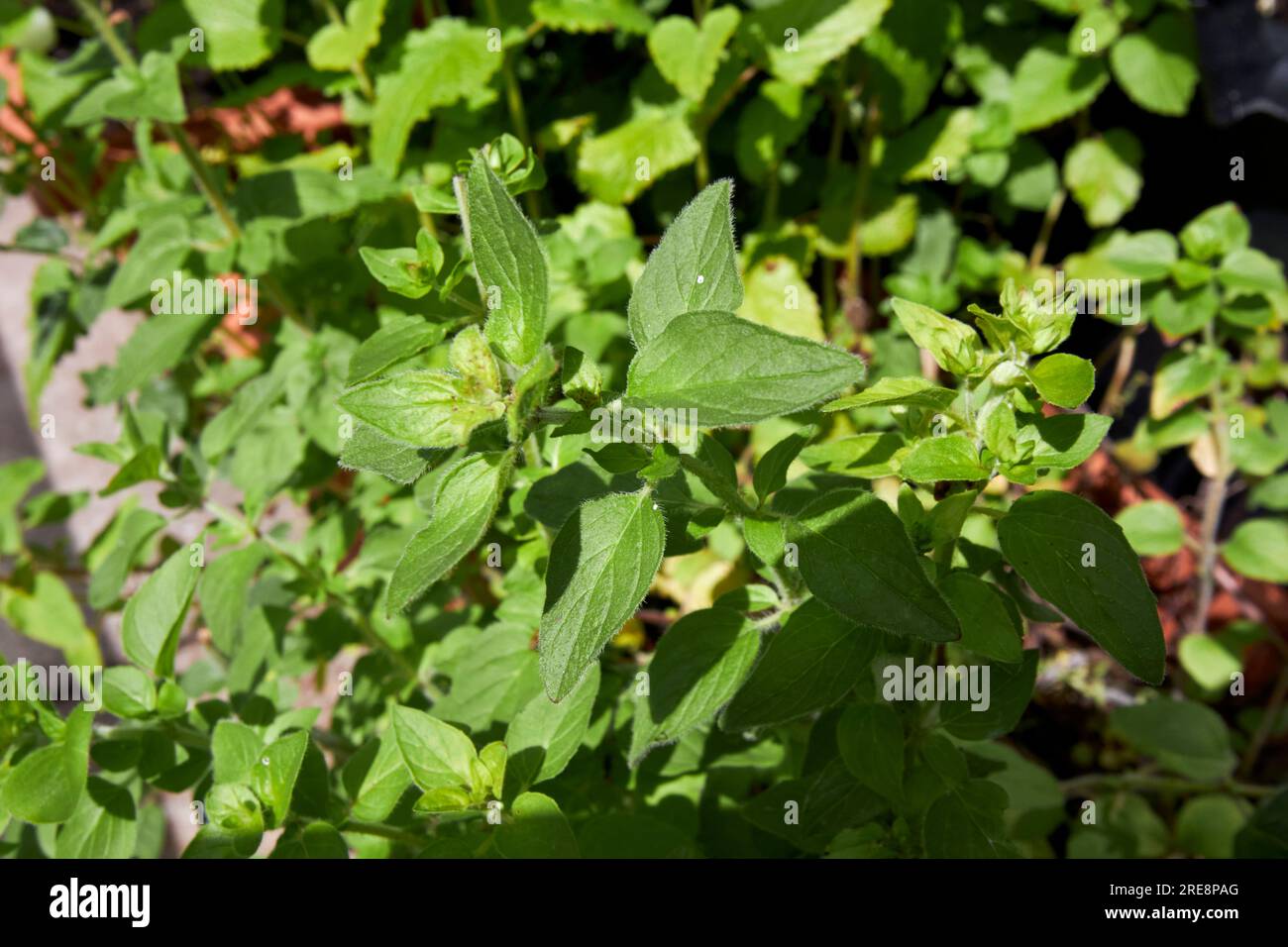 Oregano-Pflanzenkraut, das in einem Topf in einem Kräutergartenabschnitt eines Gartens im vereinigten königreich wächst Stockfoto