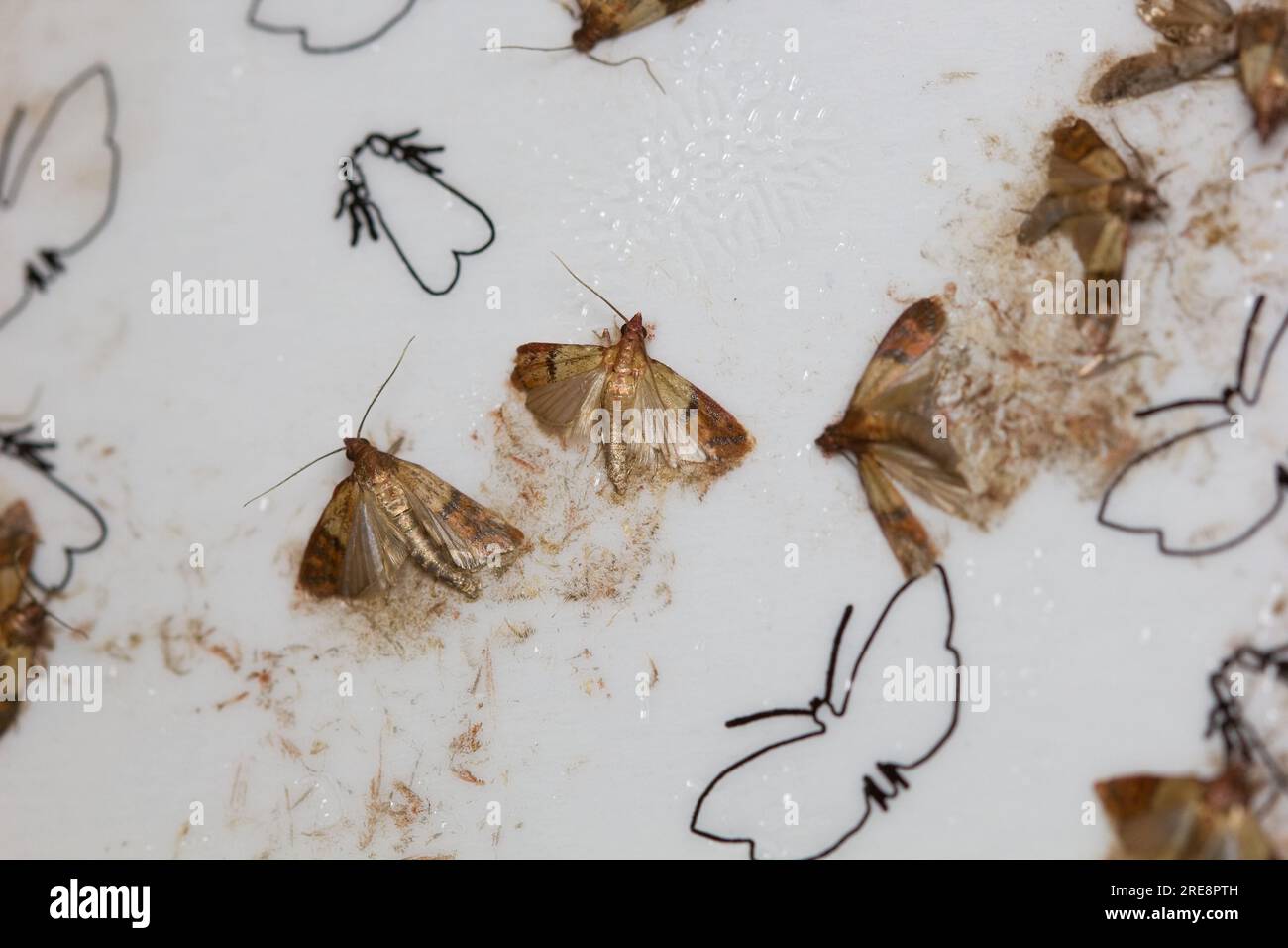 Die Gruppe der indischen Mehlmotten, Weevil Motten, Vorratsmotten, Mehl- oder Getreidemotten (Plodia interpunctella), die auf einer klebrigen Wandfalle verendet sind. Stockfoto