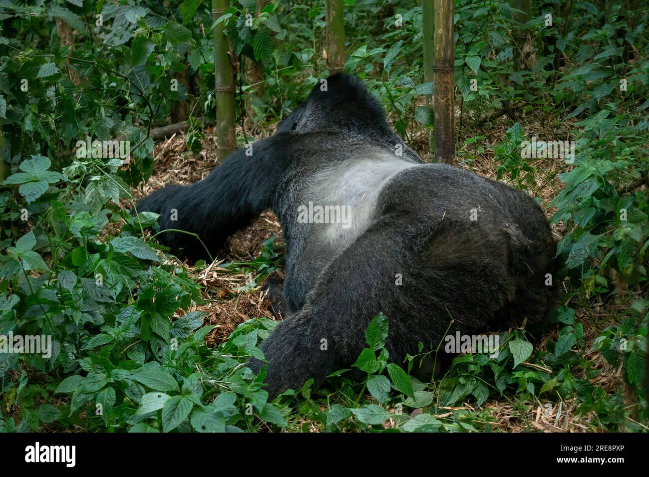 Die silbernen Markierungen auf dem Zeichen eines silbernen Berggorillas (Gorilla beringei beringei) im Volcanoes-Nationalpark, Ruanda. Stockfoto