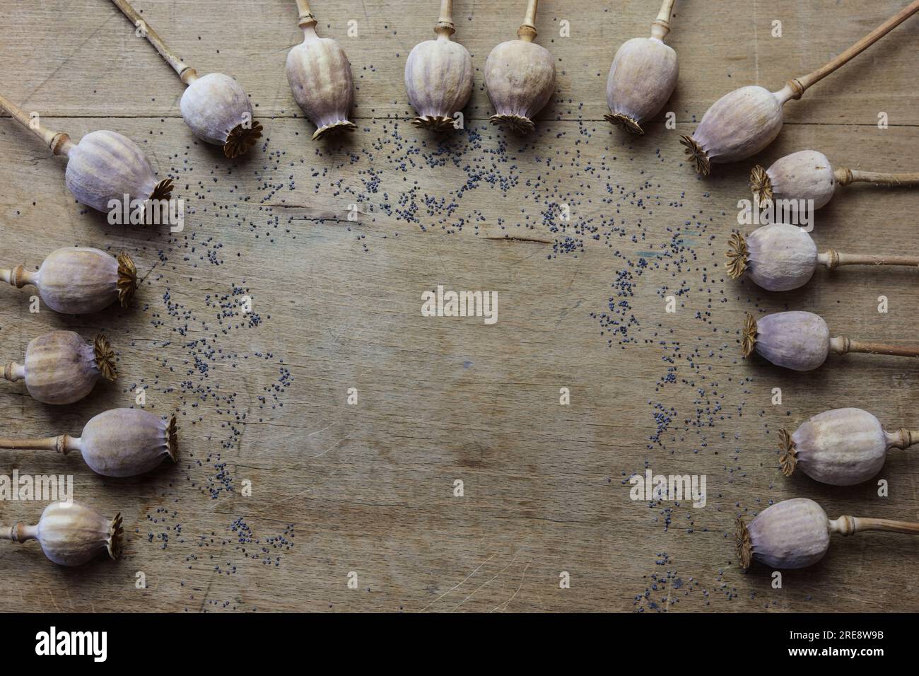 Getrockneter Mohn und Mohnsamen auf einem Holztisch Stockfoto