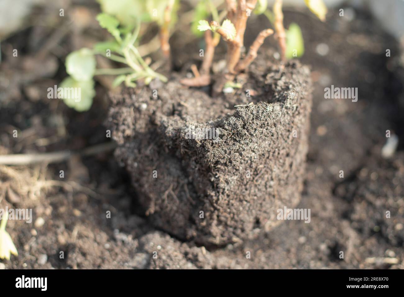 Pflanzen im Boden. Schlecht geweidete Pflanze. Setzling und Boden. Pflanzenpflege. Stockfoto
