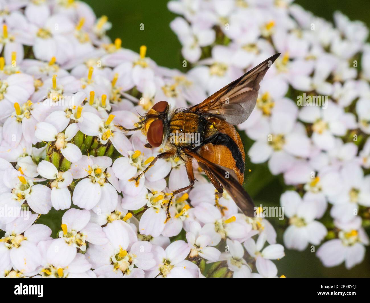 Ectophasia crassipennis, eine Tachinide Parasitenfliege, die 2019 erstmals im Vereinigten Königreich registriert wurde und sich in südlichen Küstengebieten ausbreitet Stockfoto