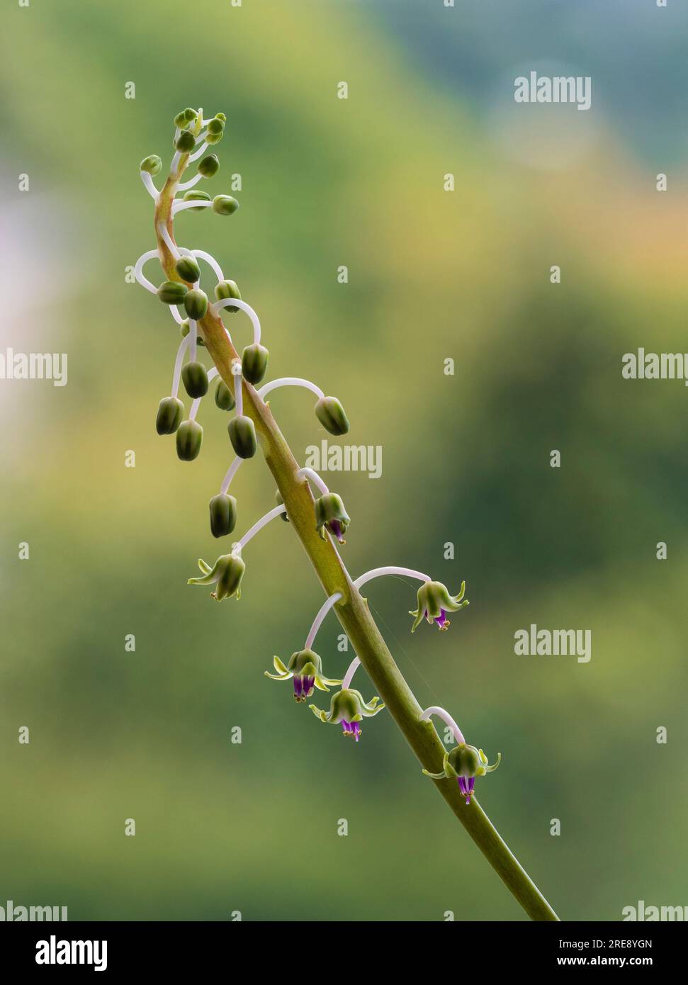 Infloresenz der saftigen Hauspflanze Ledebouria socialis, Silberkännchen, mit kleinen grünen und violetten Blüten Stockfoto