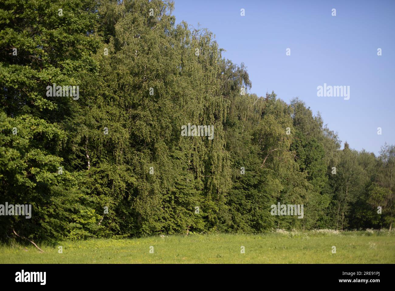 Sommerpark. Grüne Bäume. Die Natur in Russland. Stockfoto
