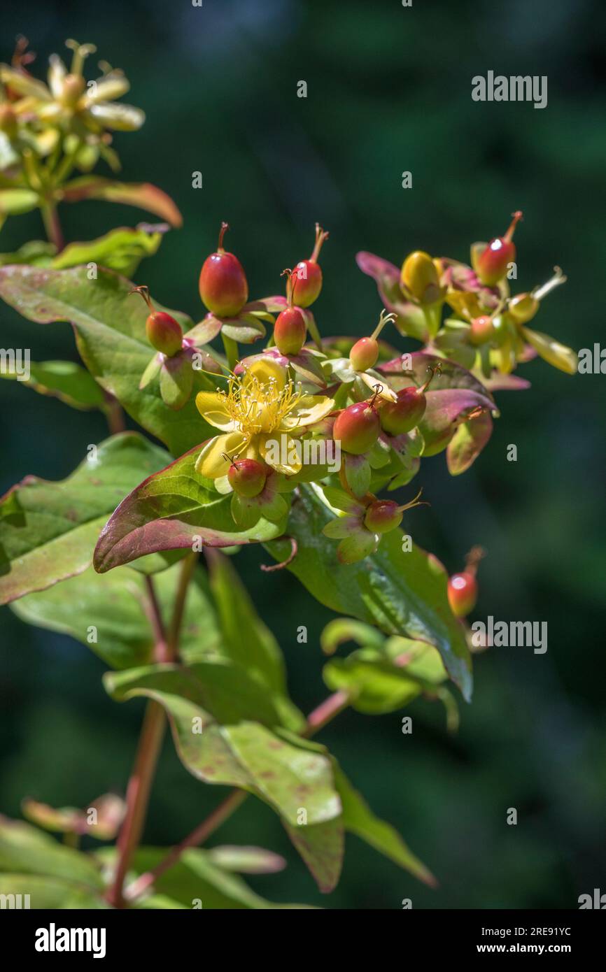 Nahaufnahme der gelben Blüten der Kräuterpflanze Tutsan / Hypericum androsaemum, das in Großbritannien wild wächst. Seit Jahrhunderten bekannte Heilpflanze. Stockfoto