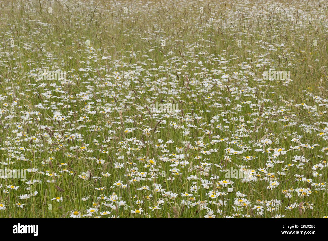 Sommerwiesen mit Wildblumen und Mondblumen, auch bekannt als Ochsenblüten oder Leucanthemum vulgare, im Juni in Hampshire, Großbritannien Stockfoto